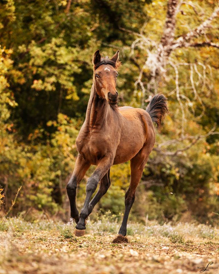 Pouliche n&eacute;gus de Talma 
