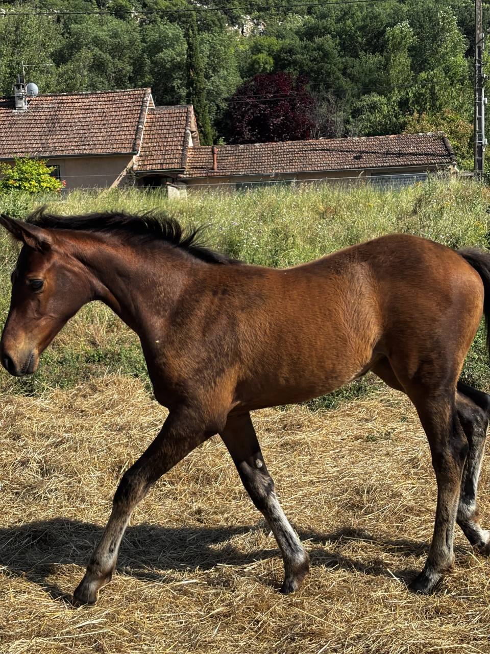 Pouliche n&eacute;gus de Talma 