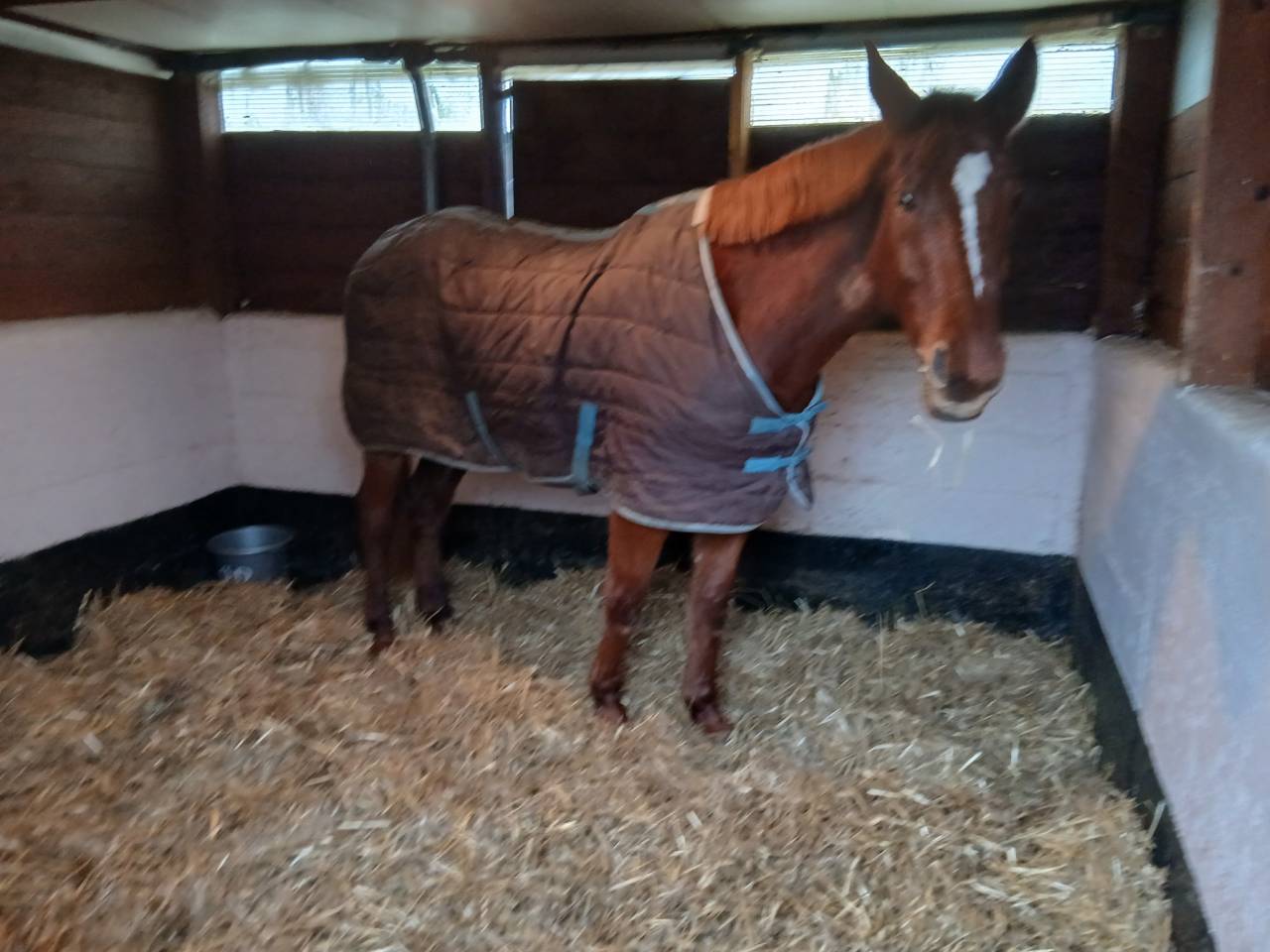 Location boxes vide pour chevaux 