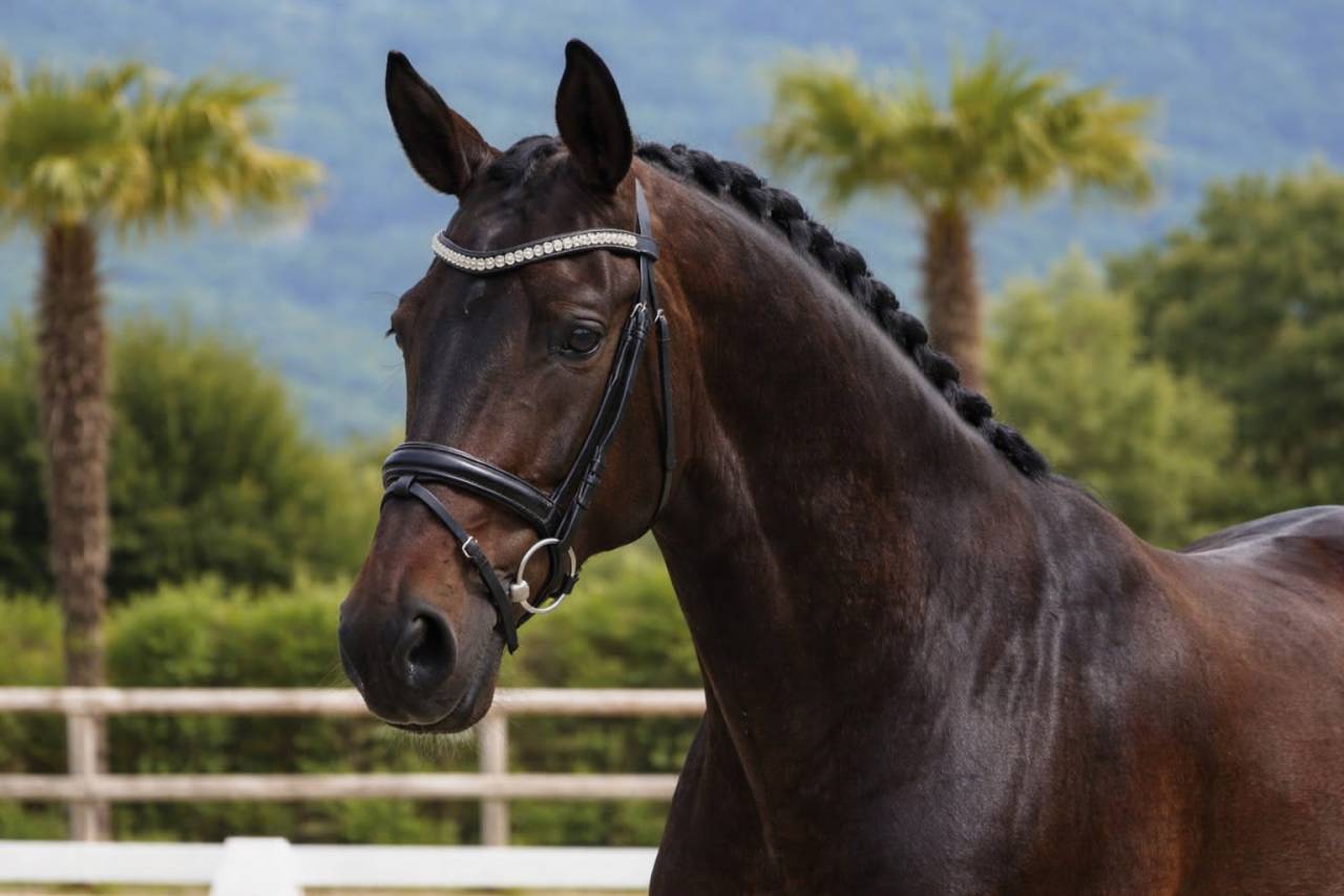 Jument -  Lusitanienne- 7 ans - Dressage - France