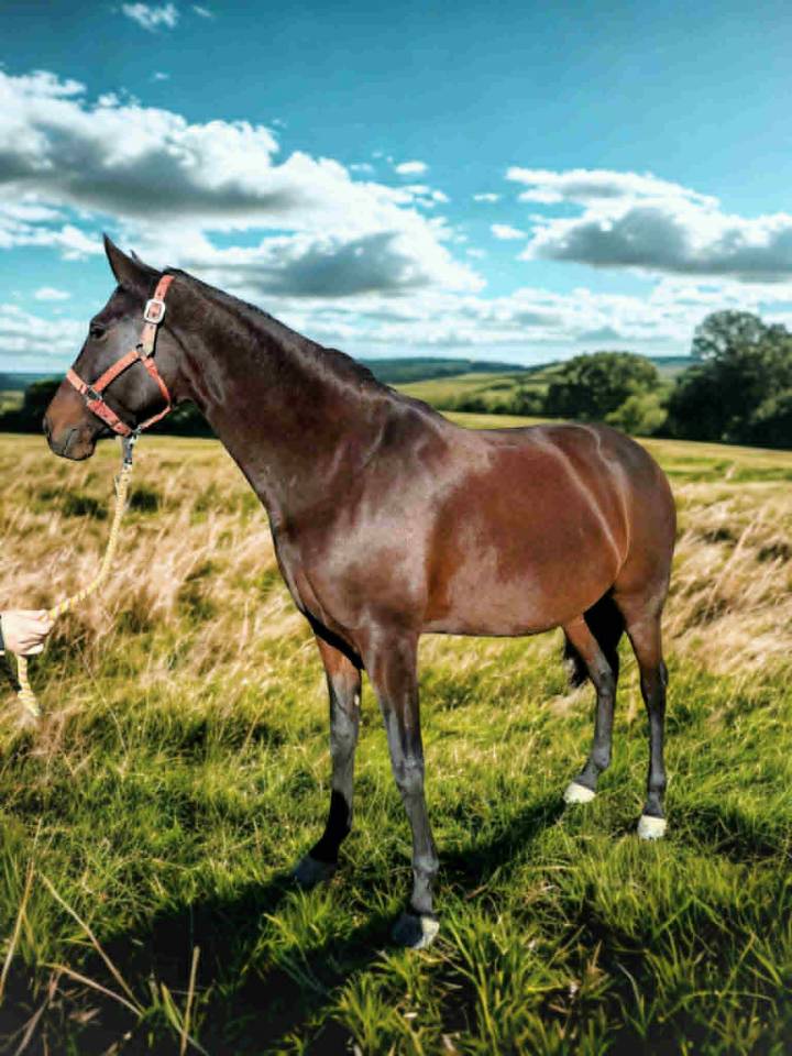 Jument -  Lusitanienne- 7 ans - Dressage - France