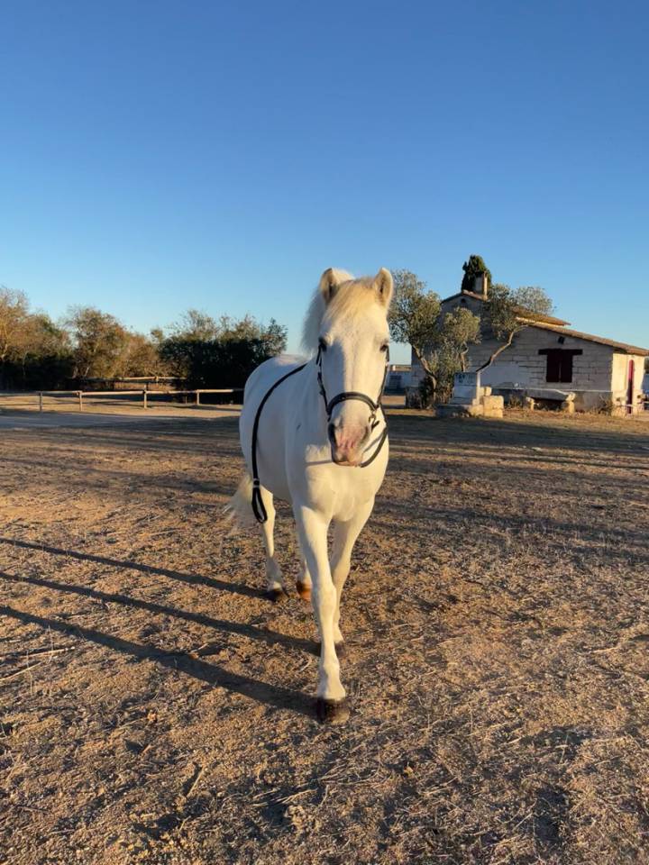 Hongre camargue plein papier &agrave; vendre 