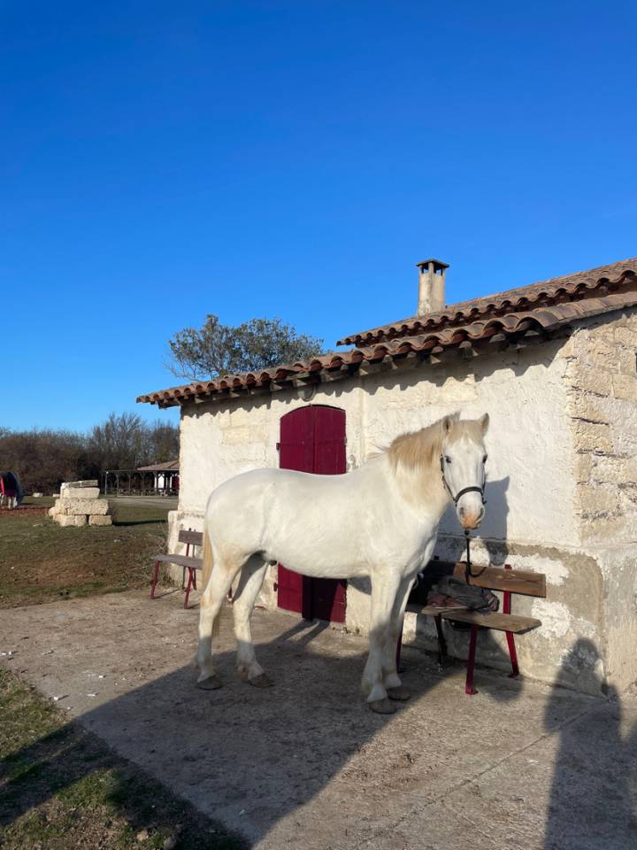 Hongre camargue plein papier &agrave; vendre 