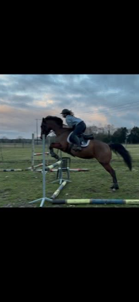 Jument 5 ans &agrave; vendre 