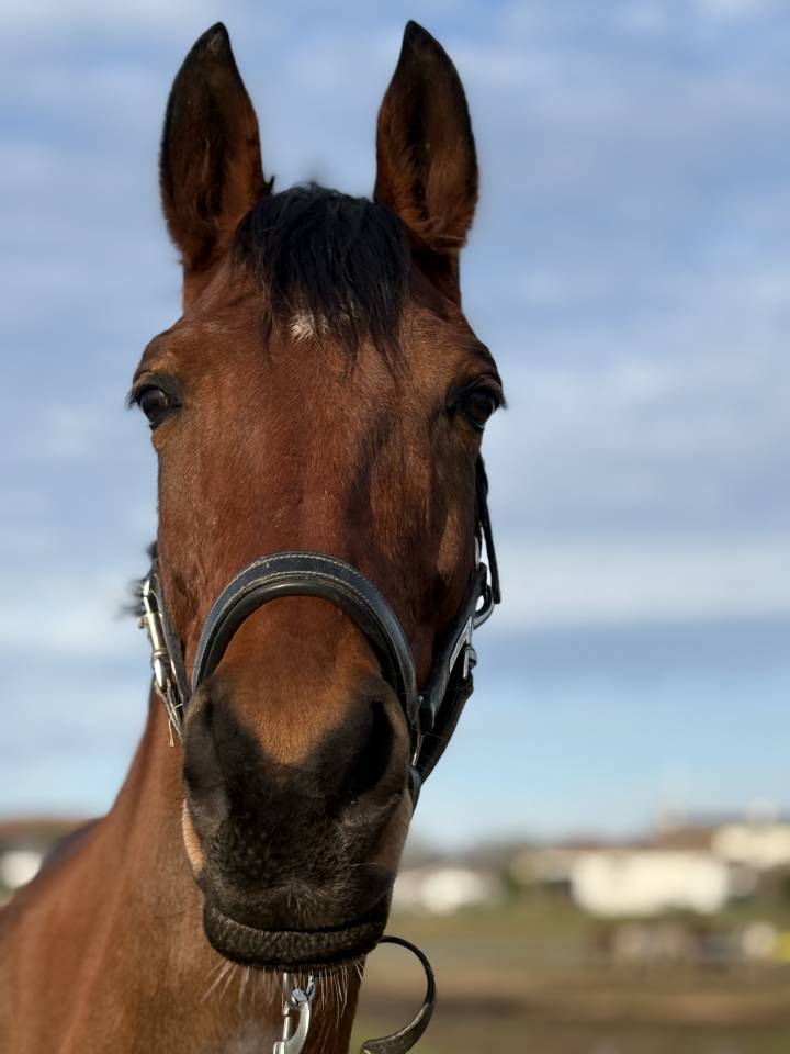 Jument 5 ans &agrave; vendre 