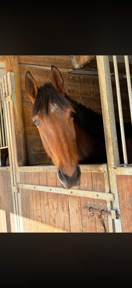 Jument 5 ans &agrave; vendre 