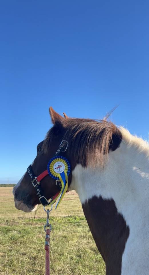 Ponette d&rsquo;1m39 a vendre 2500&euro; n&eacute;gociable 