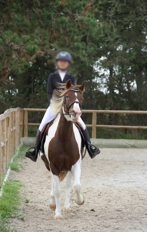 Ponette d&rsquo;1m39 a vendre 2500&euro; n&eacute;gociable 