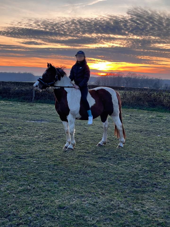 Ponette d&rsquo;1m39 a vendre 2500&euro; n&eacute;gociable 