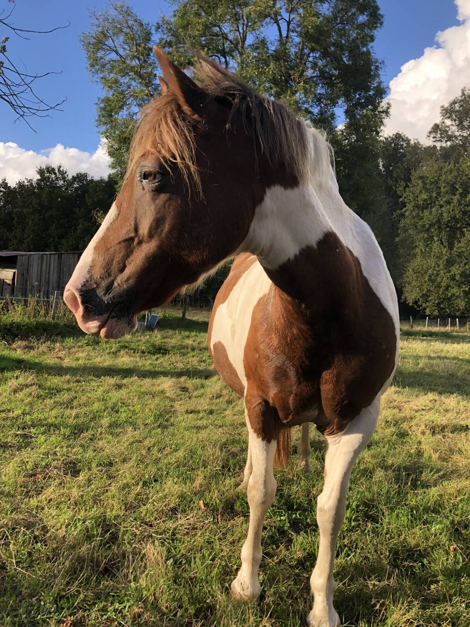 Ponette d&rsquo;1m39 a vendre 2500&euro; n&eacute;gociable 