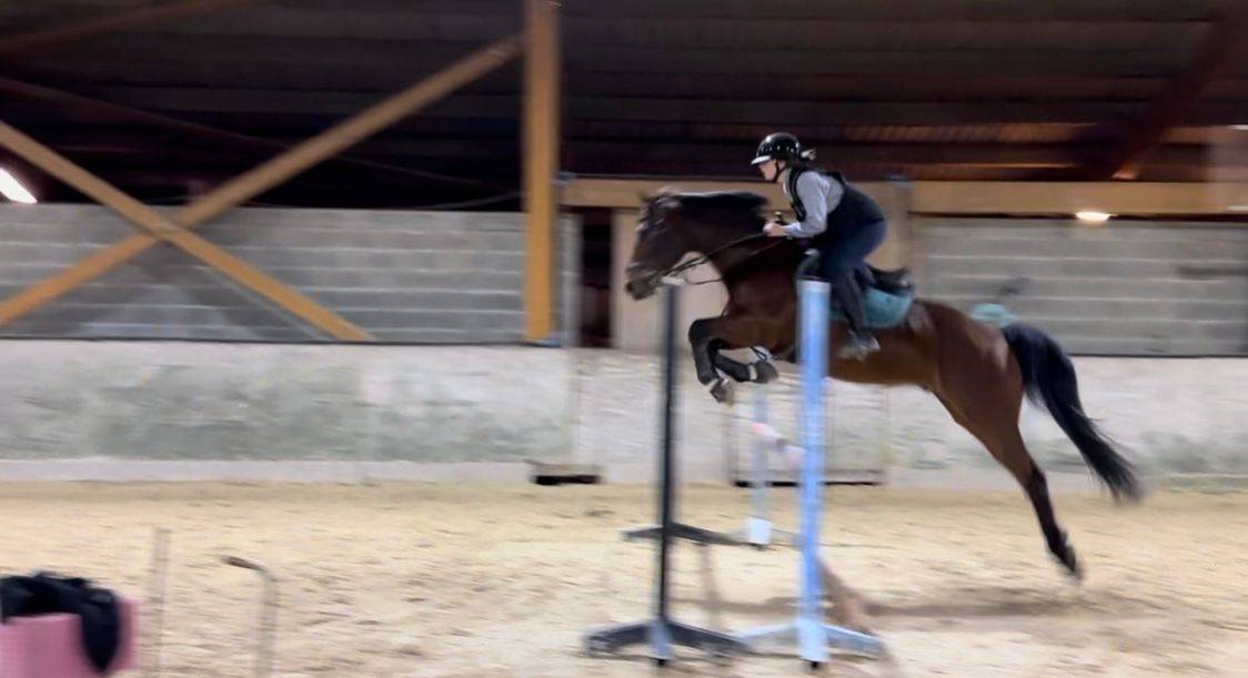 Hongre Selle Fran&ccedil;ais &ndash; 12 ans &ndash; fiable et franc &ndash; pr&ecirc;t