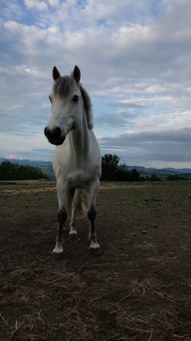 Location poney D jusqu&rsquo;&agrave; P2