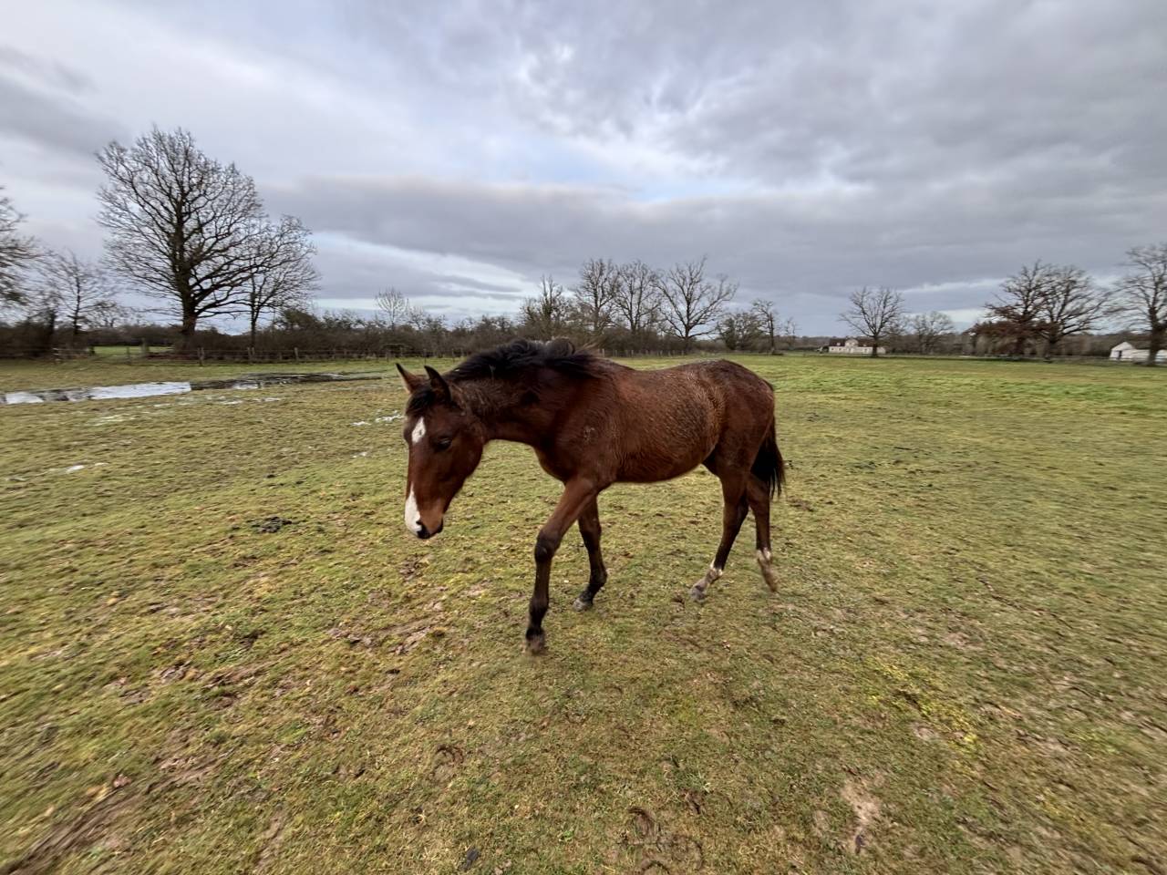 &Agrave; vendre poulain de 2025 SF par Falko de Hus