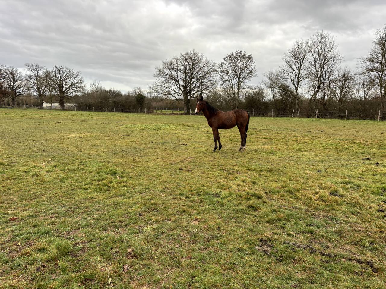 &Agrave; vendre poulain de 2025 SF par Falko de Hus
