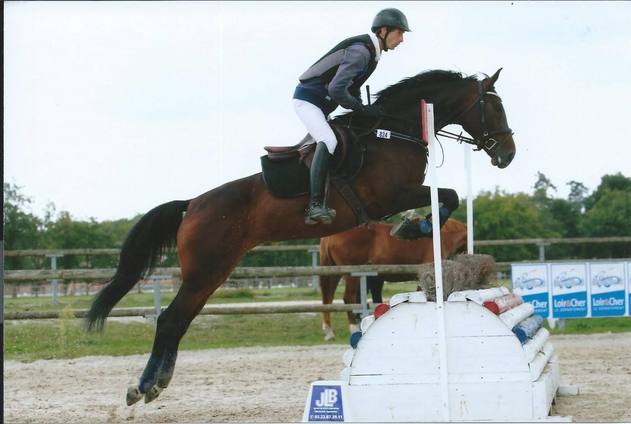 &Agrave; vendre poulain de 2025 SF par Falko de Hus