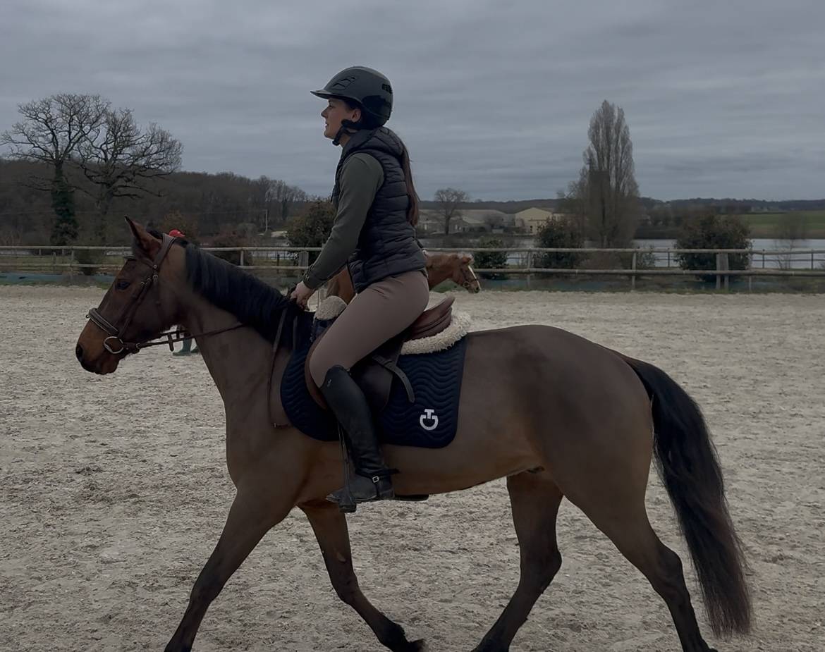 Hongre connemara de 6 ans 