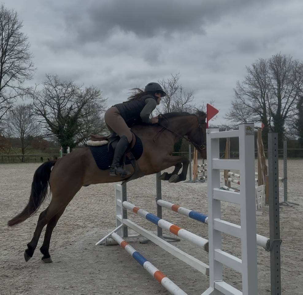 Hongre connemara de 6 ans 