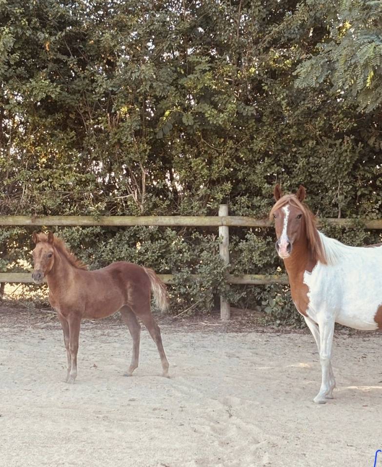 Ponette New forest de croisement Taille C adulte