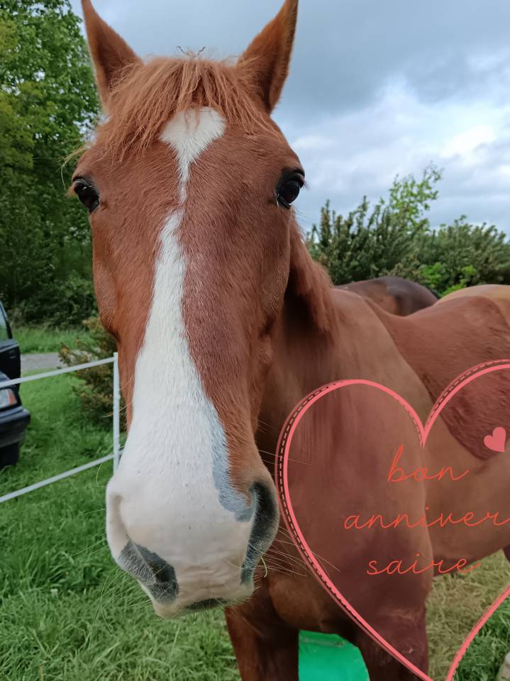Cheval TF 10ans 