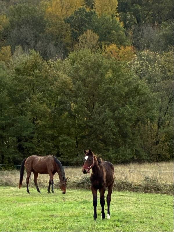 Poulain selle fran&ccedil;ais oc top origines 