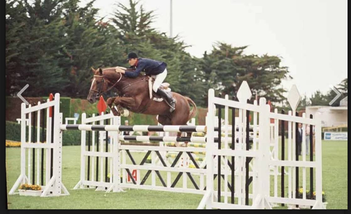 Poulain selle fran&ccedil;ais oc top origines 