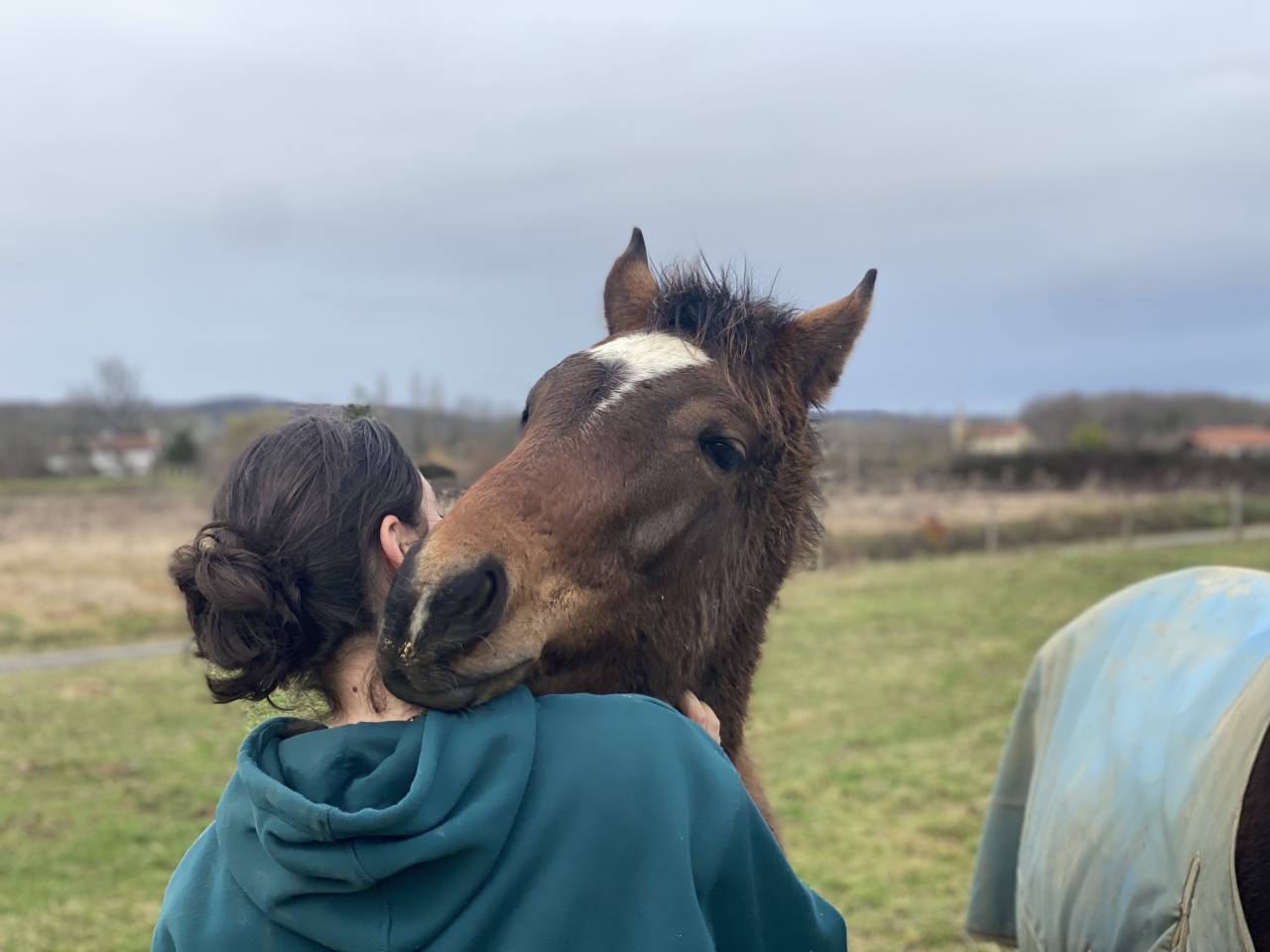 Poulain selle fran&ccedil;ais oc top origines 