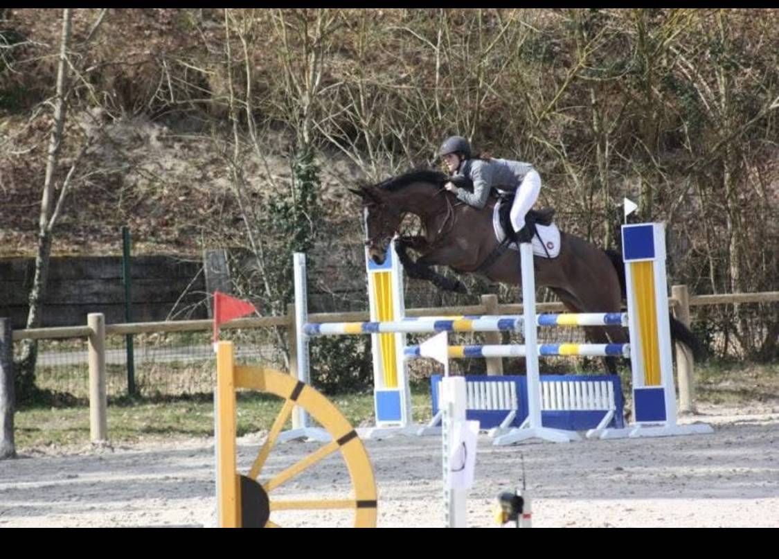 Poulain selle fran&ccedil;ais oc top origines 