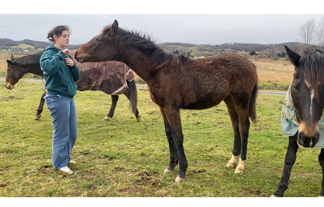 Poulain selle fran&ccedil;ais oc top origines 