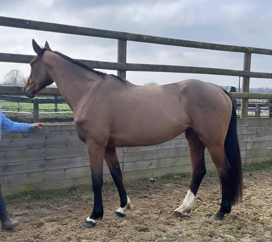 Jument Selle fran&ccedil;ais 5 ans - 164cm - jument d&rsquo;amateur 