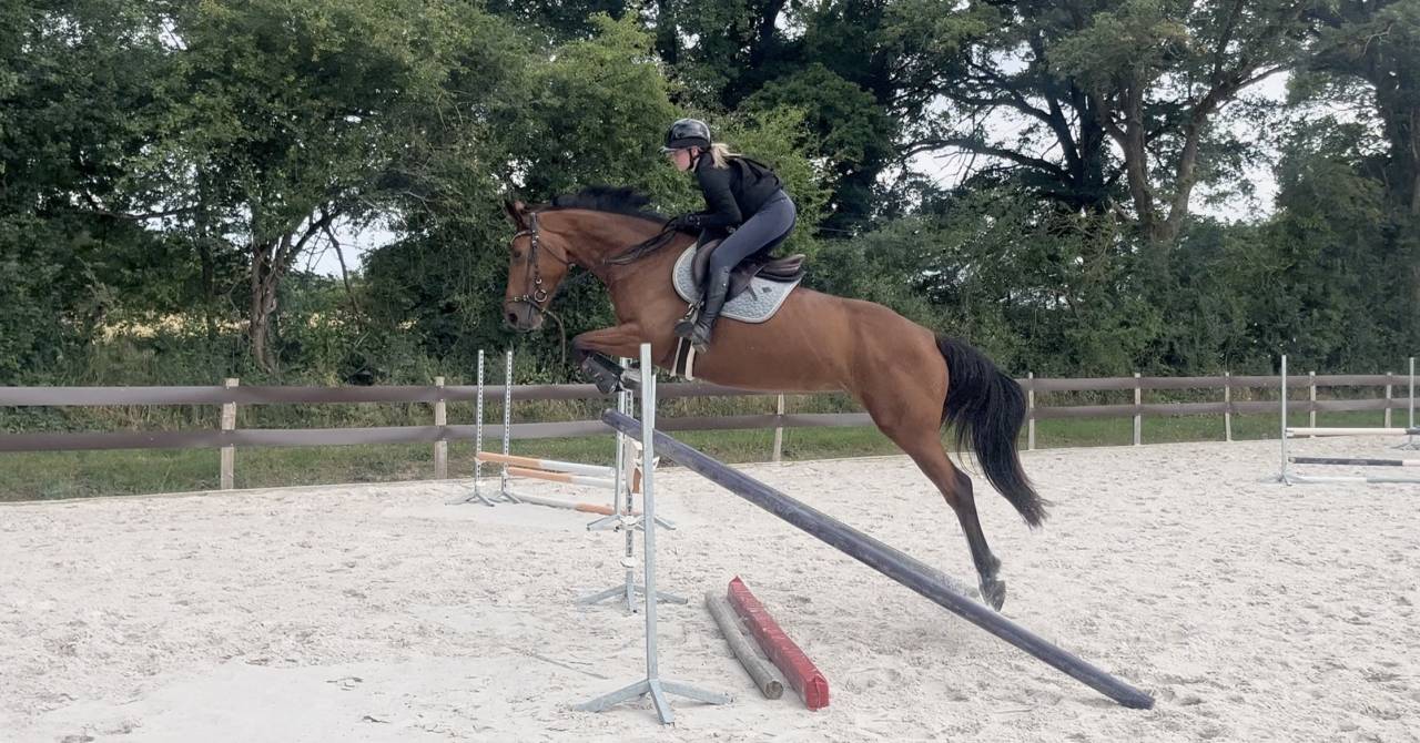 Jument Selle fran&ccedil;ais 5 ans - 164cm - jument d&rsquo;amateur 