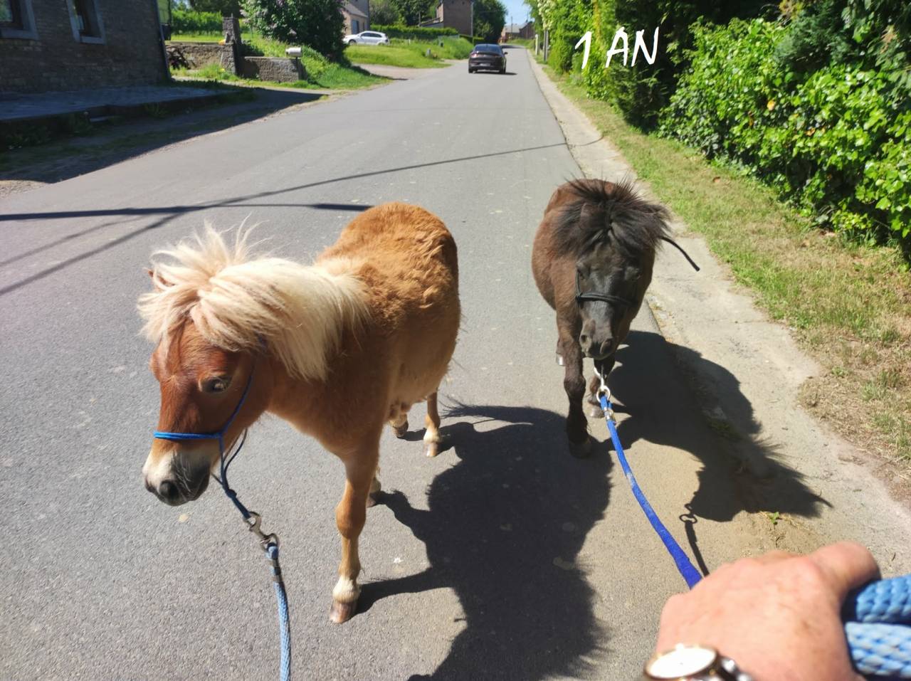 poney shetland m&acirc;le castr&eacute; 