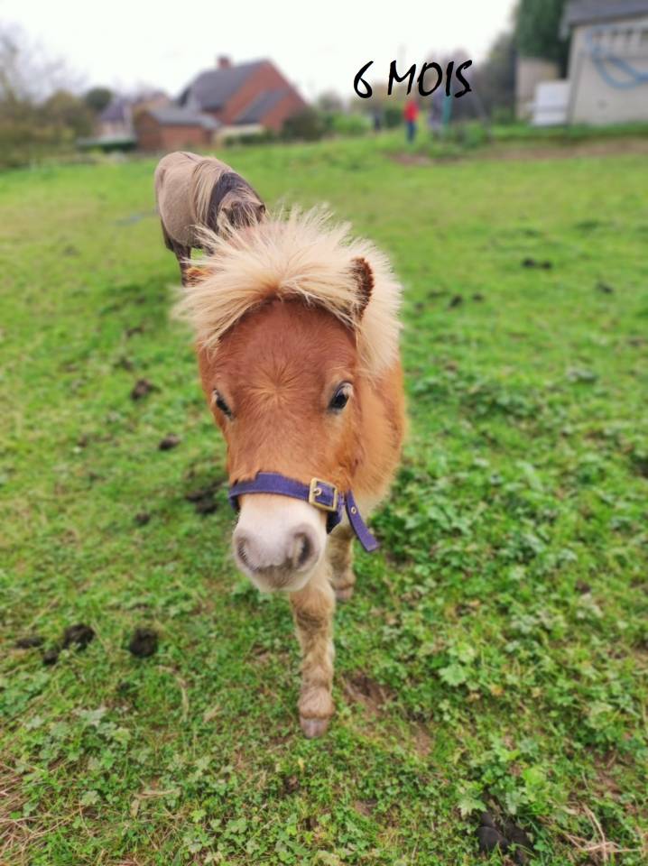 poney shetland m&acirc;le castr&eacute; 