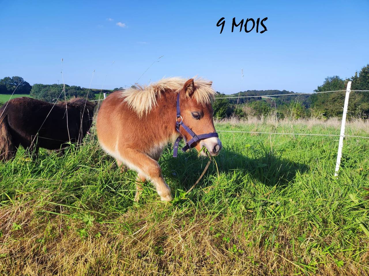 poney shetland m&acirc;le castr&eacute; 