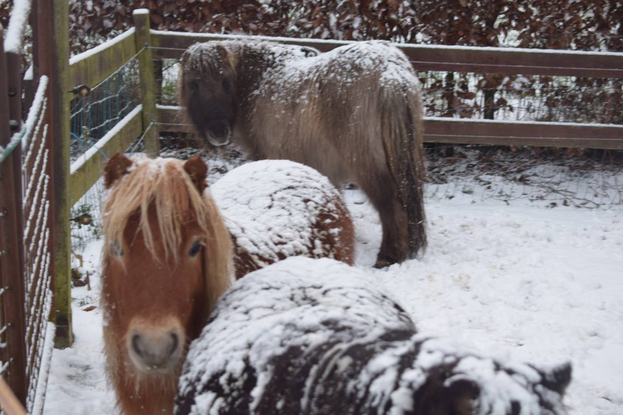 poney shetland m&acirc;le castr&eacute; 