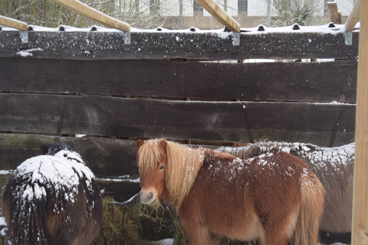 poney shetland m&acirc;le castr&eacute; 