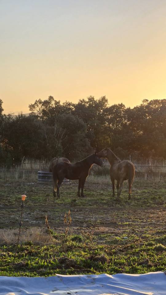 Top jeune cheval de loisirs