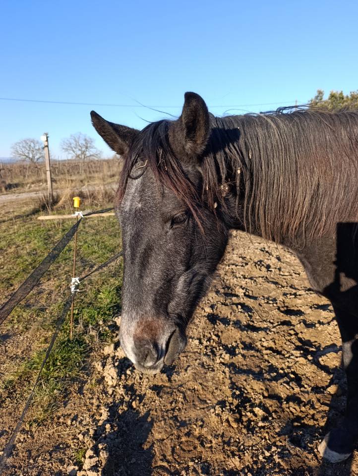 Top jeune cheval de loisirs