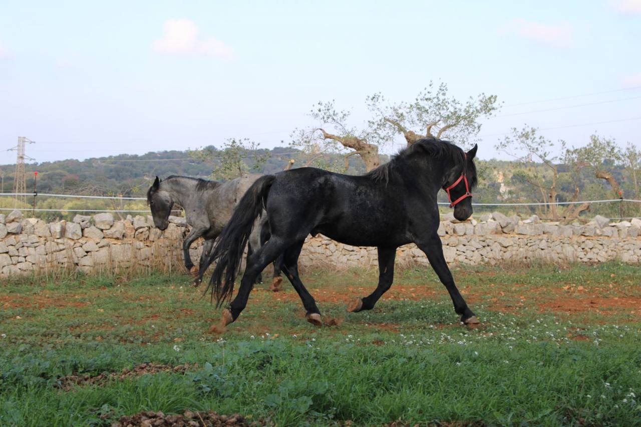Zoella - Pouliche PP murgese - noire