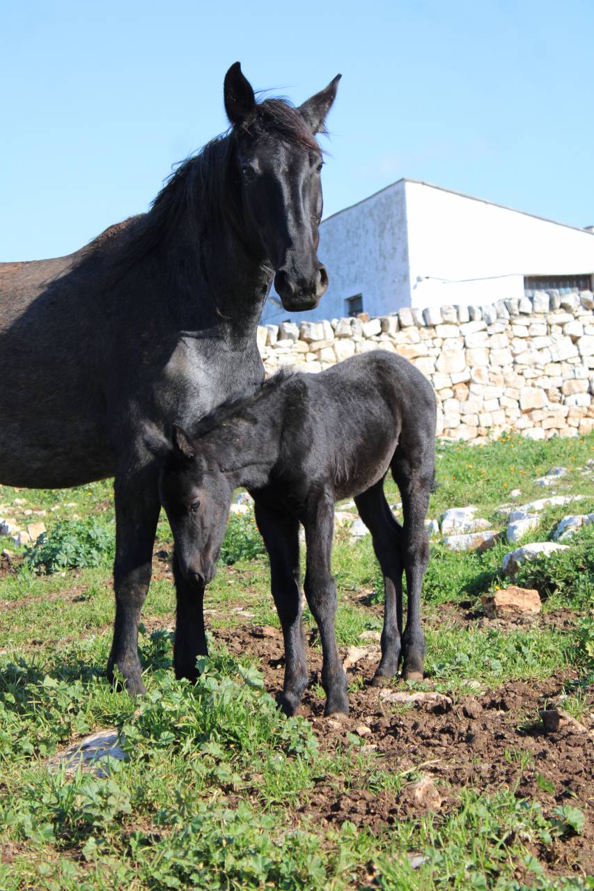 Zoella - Pouliche PP murgese - noire