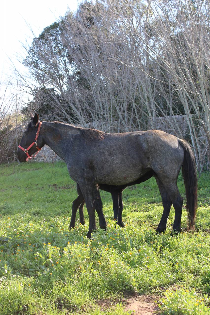 Zoella - Pouliche PP murgese - noire