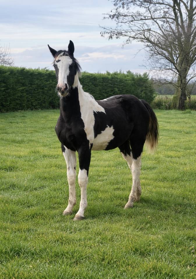 cheval pie noir 