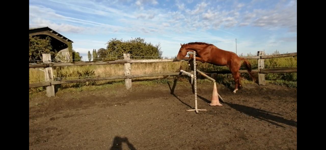 Hongre Selle Fran&ccedil;ais 4 ans 