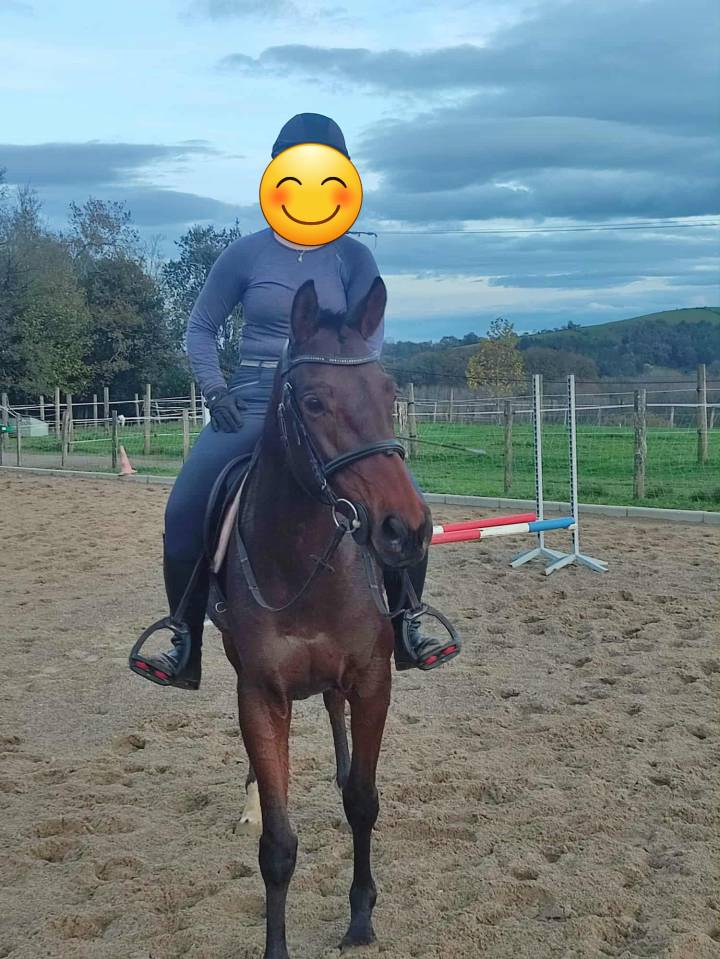 Cheval Anglo Arabe 6 ans 