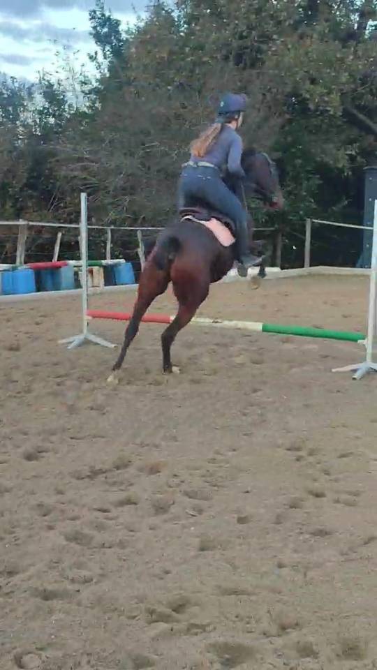 Cheval Anglo Arabe 6 ans 