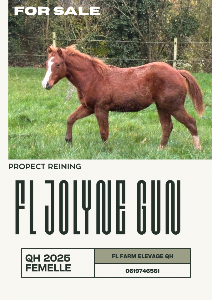 Pouliche Quarter Horse 2025