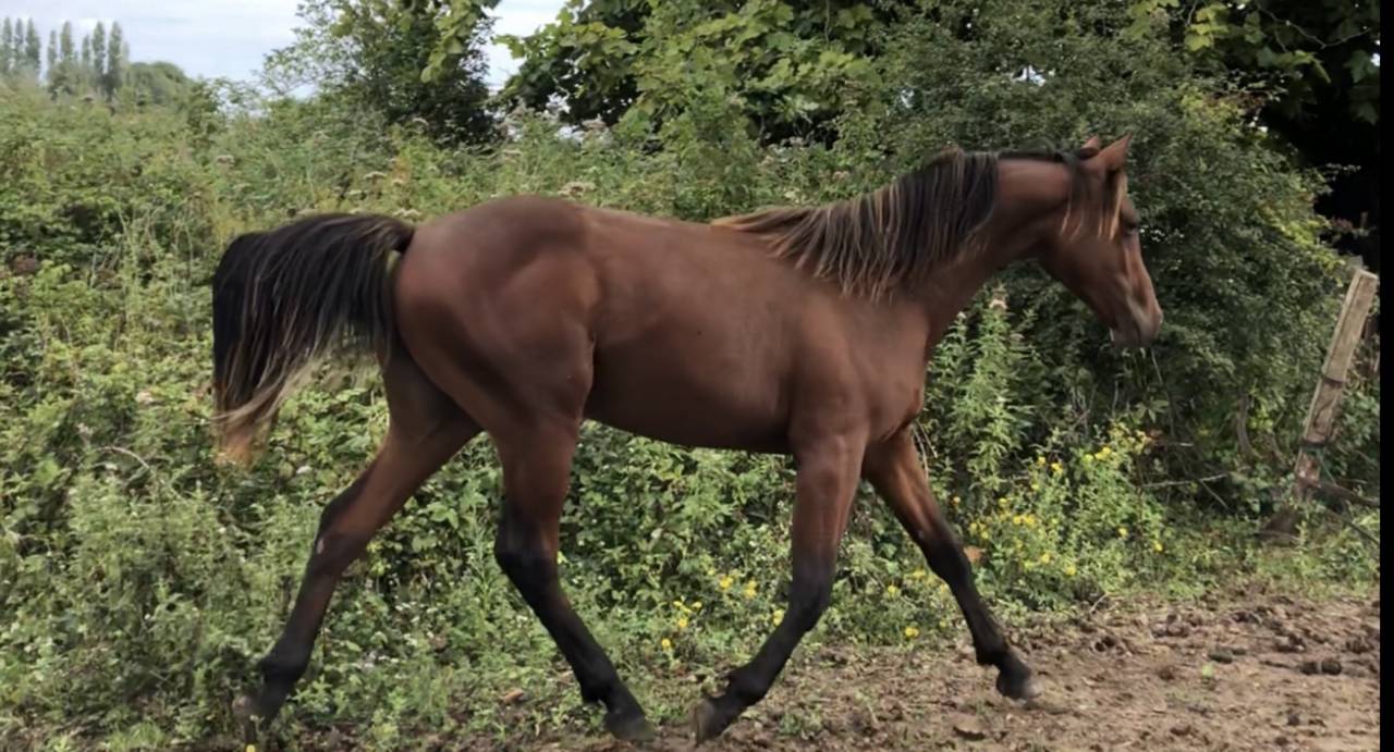 Hongre 5 ans par Bandro Boy