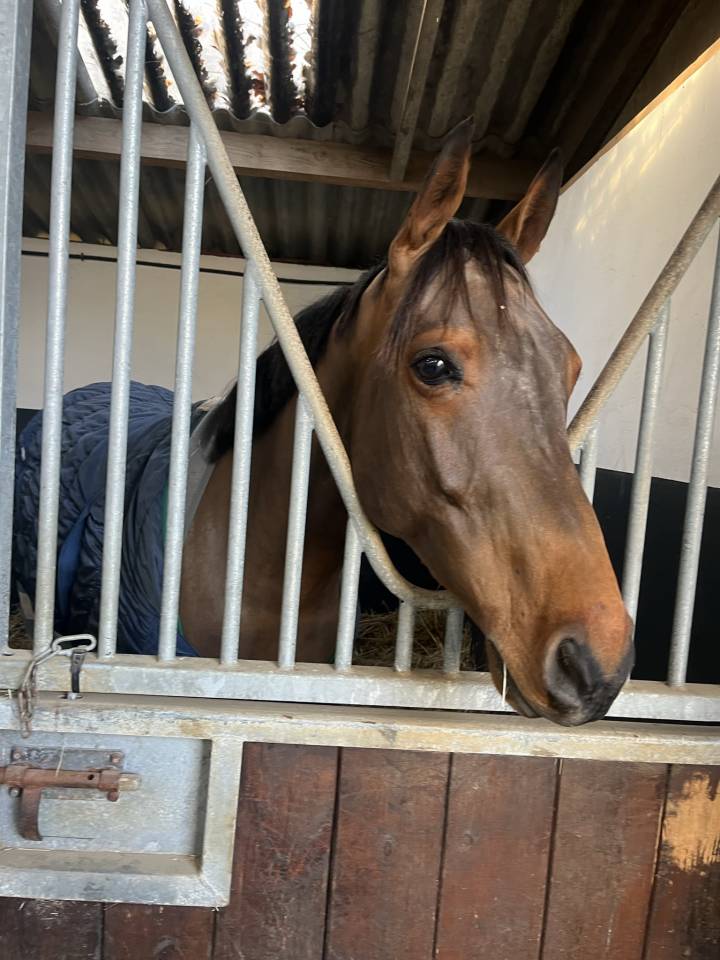 Hongre 5 ans par Bandro Boy