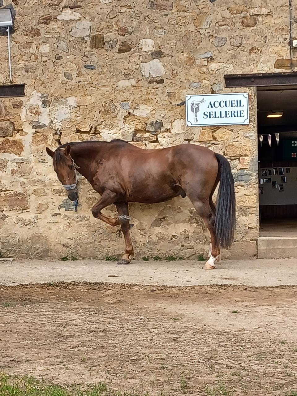 Poney PFS hors c&ocirc;tes 
