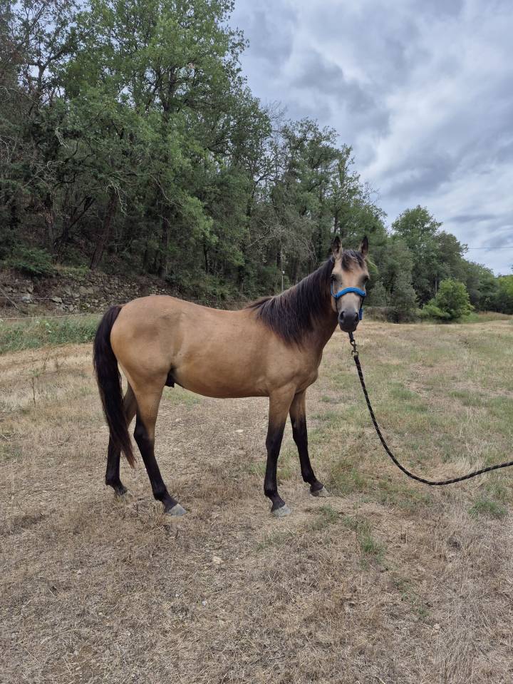 M&acirc;le PFS Isabelle 