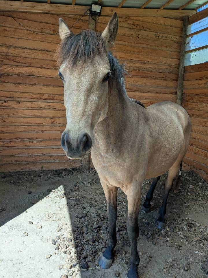 M&acirc;le PFS Isabelle 